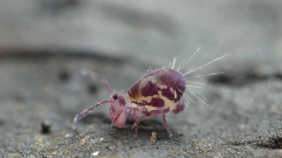 A New Zealand springtail (insect). (Andy Murray / Flickr)
